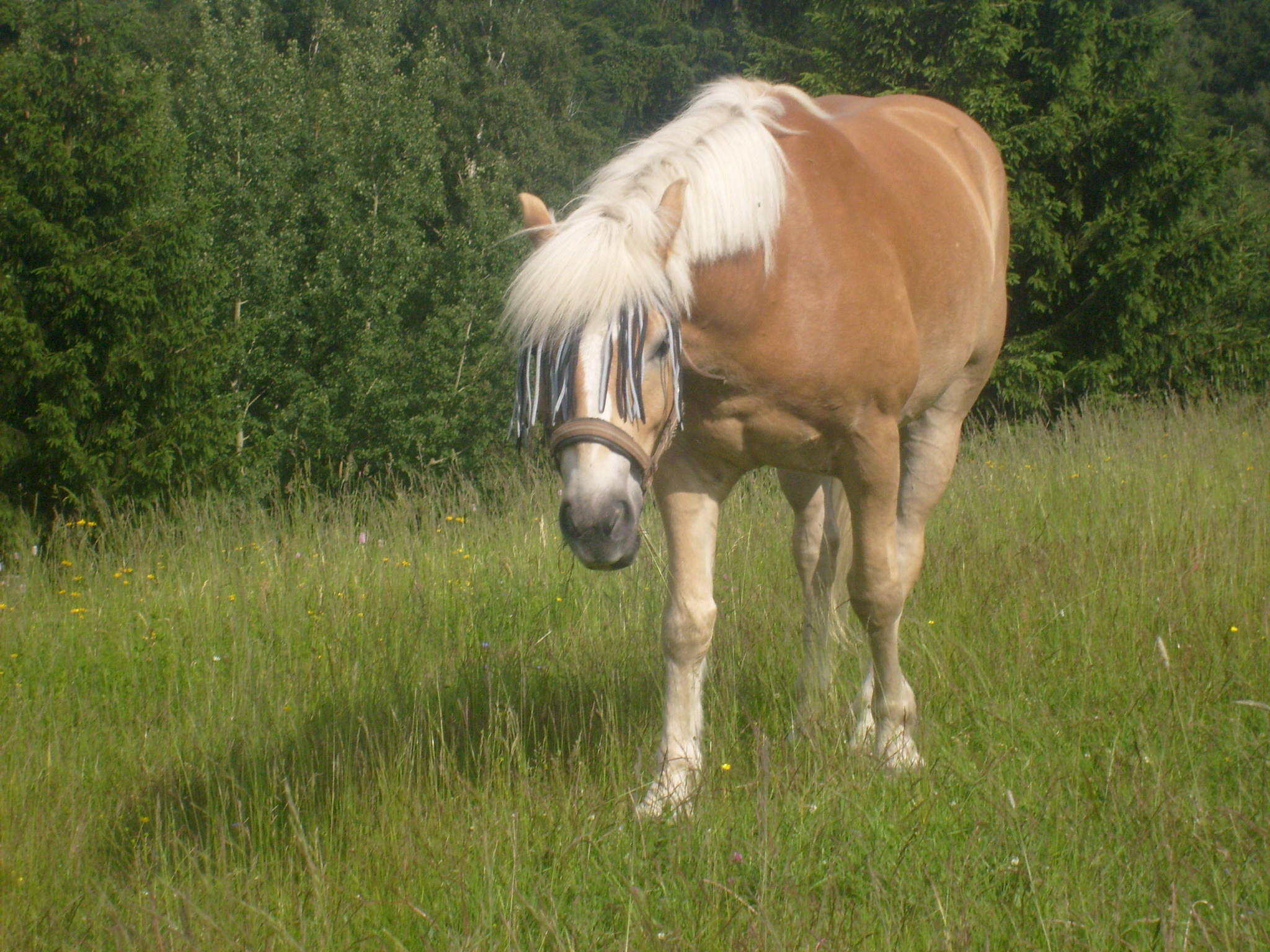 S6300783.JPG