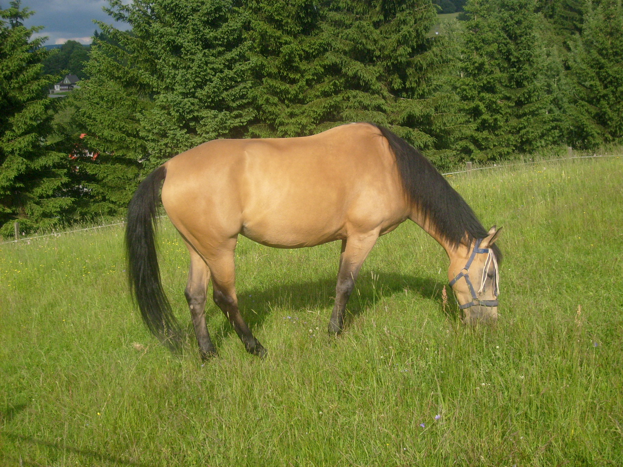S6300812.JPG